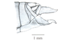 Eusitalces vittatus Bruner, 1911: Fig. 6E. female abdomen tip, lateral view. (Otu).
