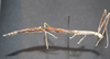 CollectionObject 1557293; 1f9be7d0-bbfd-4a95-9d6b-50511cad363e: copyright CNHM, Zagreb. female, lateral view (holotype). (CollectionObject).