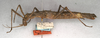 CollectionObject 1560132; NMW 455, 053dad5d-be6a-4610-83e1-ed69a47b46a5: copyright NMW, Vienna. female, lateral view of synonym Menexenus lugens (syntype). (CollectionObject).
