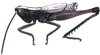 Silvitettix communis Bruner, 1904: male (Costa Rica). (Otu).