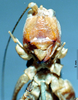 CollectionObject 1566136; 3f24be63-800e-444b-af14-9035251fcd0e: male, frontal view (syntype). (CollectionObject).