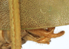 CollectionObject 1539775; b4797a1c-72f3-4213-ac57-10e0ac17fc21: male cerci (syntype). (CollectionObject).