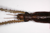 CollectionObject 1558978; fb924f40-d0f5-411c-8c40-8842c57f4ecb: copyright ZMHB, Berlin. female: head & thorax, dorsal view (holotype). (CollectionObject).
