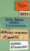 CollectionObject 1500649; d6e67def-a273-474a-b973-eeb11d67219e, DORSA BTisoschS01: labels (syntype). (CollectionObject).