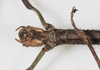 CollectionObject 1557375; 98316f9e-17c7-4057-927c-079d838bda87, NMW 667: copyright NMW, Vienna. female: head, ventral view of synonym Dyme ornata (holotype). (CollectionObject).