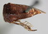 Habitus, dorsal view: !! display not done !! on Telamona compacta Ball, 1903: (Observation).