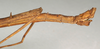 CollectionObject 1558467; NMW 728, 9b1343ab-5333-466d-b01f-51af2d2a141c: copyright NMW, Vienna. male: end of abdomen, lateral view of synonym Dimorphodes bellicosus (lectotype). (CollectionObject).