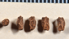 Micrarchus hystriculeus (Westwood, 1859): copyright MONZ, Wellington. eggs. Days Bay, 02.01.1943, J.T. Salmon. (Otu).