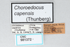 CollectionObject 2833379; CNCI 981372, d8d8d7b9-dad5-469e-ad3e-c582b1b914c4: (CollectionObject).