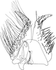 Subgenital plate: !! display not done !! on Sagatus punctifrons (Fallén, 1826): Subgenital plate. (Observation).