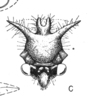 Head on Cyphonia flavomaculata Sakakibara, 1968: (Observation).