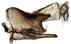 Pygofer, lateral view on Paradorydiina Evans, 1937: Paradorydium quadrigonum, pygofer, laterally (INHS). (Observation).