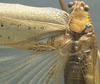 CollectionObject 1505878; d933f830-6bdd-4241-b166-0465ee622bb9: male pronotum dorsal (syntype). (CollectionObject).;CollectionObject 1505879; 8a29884e-38dd-469c-a700-256fd96f53de: male pronotum dorsal (syntype). (CollectionObject).