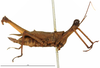 CollectionObject 1581858; 716bcb35-9a55-4c80-b14c-1d7d11047c54: female, lateral view (paratype). (CollectionObject).