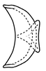 Connective on Coarctana taurina Domahovski & Cavichioli, 2023: Male holotype [DZUP]: connective, dorsal view. (Observation).