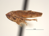 Habitus, lateral view on Eutettix (Eutettix) bartschi Van Duzee, 1909: (Observation).
