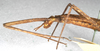 CollectionObject 1560685; NMW 384, 7ea5087c-83f6-4576-961a-51d384ab9879: copyright NMW, Vienna. female: head and thorax, lateral view (holotype). (CollectionObject).