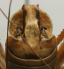CollectionObject 1535976; eb9c2630-db16-4b83-a15e-9a076388c642: male abdomen tip, dorsal view (syntype). (CollectionObject).