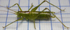 Tettigoniopsis forcipicercus Yamasaki, 1982: male habitus, dorso-lateral view. (Otu).