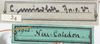 CollectionObject 1531296; c91e1f09-30d7-470c-983c-8e6929d4ea16: labels in drawer (holotype). (CollectionObject).