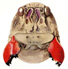 Batrachidacris rubridens (Uvarov, 1929): Pl. 2, Fig. 2. male face. (Otu).