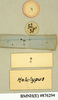 Sibylloblatta panesthoides (Walker, 1868): Copyright Natural History Museum, London. Labels from holotype (adult female) in BM(NH). Underside. (Otu).