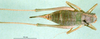 CollectionObject 1502022; 22f6c639-92e0-4c8f-9a58-c0e48d20e5dd: female, dorsal view (paratype). (CollectionObject).