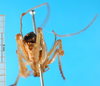 CollectionObject 1500177; a5ee366d-9d17-4d22-873a-f066a06453a0: male, caudal view (syntype). (CollectionObject).