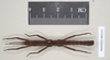 Pylaemenes borneensis (Bragg, 1998): copyright Natural History Museum, London. male (paratype). (Otu).