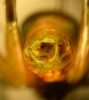 CollectionObject 1564957; b79ac086-7787-4239-8bbe-419223c201bb: male abdomen tip, caudal view (holotype). (CollectionObject).