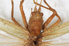 CollectionObject 1531375; a20196cc-f564-4b37-b4b0-fc9f1feaedac: female, head and pronotum, dorsal view (holotype). (CollectionObject).