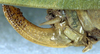 CollectionObject 1532889; 90c3f2ea-6726-47b7-b3fe-10770cba7be7: ovipositor (syntype). (CollectionObject).