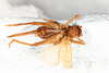 CollectionObject 1531226; eefeb7d3-fd8a-457c-964c-20920b922997: female, ventral view (holotype). (CollectionObject).