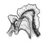Ceuthophilus (Geotettix) silvestris Bruner, 1886: Fig. 794. oblique dorsal view of epiphallus. (Otu).