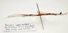 CollectionObject 1595841; 0c326774-8f73-4888-8016-092e8cf17bf0: copyright LKCNH Singapore. male, lateral view (paratype). (CollectionObject).