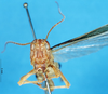 CollectionObject 1574926; 033b8440-7360-4fd0-a9e9-2ae360407e78: male, frontal view (paralectotype of Terpillaria picta). (CollectionObject).