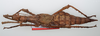 CollectionObject 1581484; 601aaab1-9f4d-494f-82cb-9f429d3f9c9c: copyright Frank Hennemann. female, dorsal view (paratype). (CollectionObject).;CollectionObject 1581485; 3938798b-529d-44e9-82ff-15e0daf0f616: copyright Frank Hennemann. female, dorsal view (paratype). (CollectionObject).;CollectionObject 1581486; 1af7e260-95ab-4227-a8ca-0b12eff77cd5: copyright Frank Hennemann. female, dorsal view (paratype). (CollectionObject).
