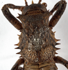 CollectionObject 1529673; e415c9ea-4c04-46f5-acf2-c06c459fd54e: male, pronotum, dorsal view (holotype). (CollectionObject).