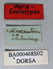 CollectionObject 1501822; c6589a45-32d0-47a2-be45-38b8e300f434: labels (paralectotype). (CollectionObject).