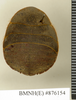 CollectionObject 1573040; 77bb6d28-fa45-4d86-adf1-14cf5a9b1ed9: Copyright Natural History Museum, London. Non-type (adult female) in BM(NH). Dorsal view. (CollectionObject).
