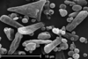 Brochosomes: !! display not done !! on Homalodisca ichthyocephala (Signoret, 1854): HD105 | Mexico | USNM. (Observation).