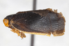 Habitus, lateral view: (Observation).