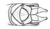 Conometopus cristaticollis Blanchard, 1851: Fig. 9. female abdomen tip, dorsal view. (Otu).
