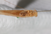 CollectionObject 1505829; 304351ea-b7ac-458b-80bb-ac4c68c7906f: Male, posterior view (syntype). (CollectionObject).