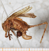 CollectionObject 1532430; 8b288220-77c0-4218-8096-a2bf1dfa0412: female, lateral view (holotype). (CollectionObject).