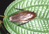 Rhabdoblatta mentawiensis (Hanitsch, 1928): Copyright Phil Bragg. Rhabdoblatta mentawiensis adult. Mt. Kinabalu (1500m), Sabah, Malaysia. (Otu).