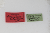 CollectionObject 1505875; f5f0bdb1-f77b-4cc5-8c36-d8d7c727e2a1: male, labels (syntype). (CollectionObject).