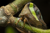 Live specimen: !! display not done !! on Smilia camelus (Fabricius, 1803): (Observation).