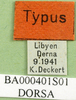 CollectionObject 1501446; ddf75f91-5011-45da-a034-17a1c967e586, DORSA BA000401S01: labels (holotype of Thalpomena libyana). (CollectionObject).