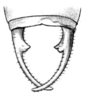 Thaumaspis (Isothaumaspis) forcipatus Bolívar, 1900: Fig. 12b. male abdomen tip, dorsal view. (Otu).